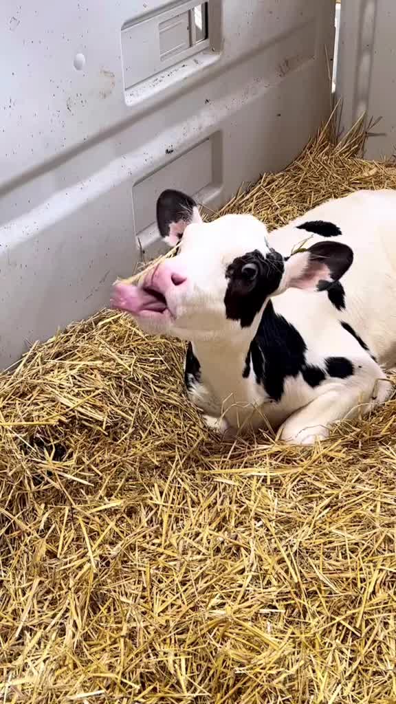 @Megan_dairygirl