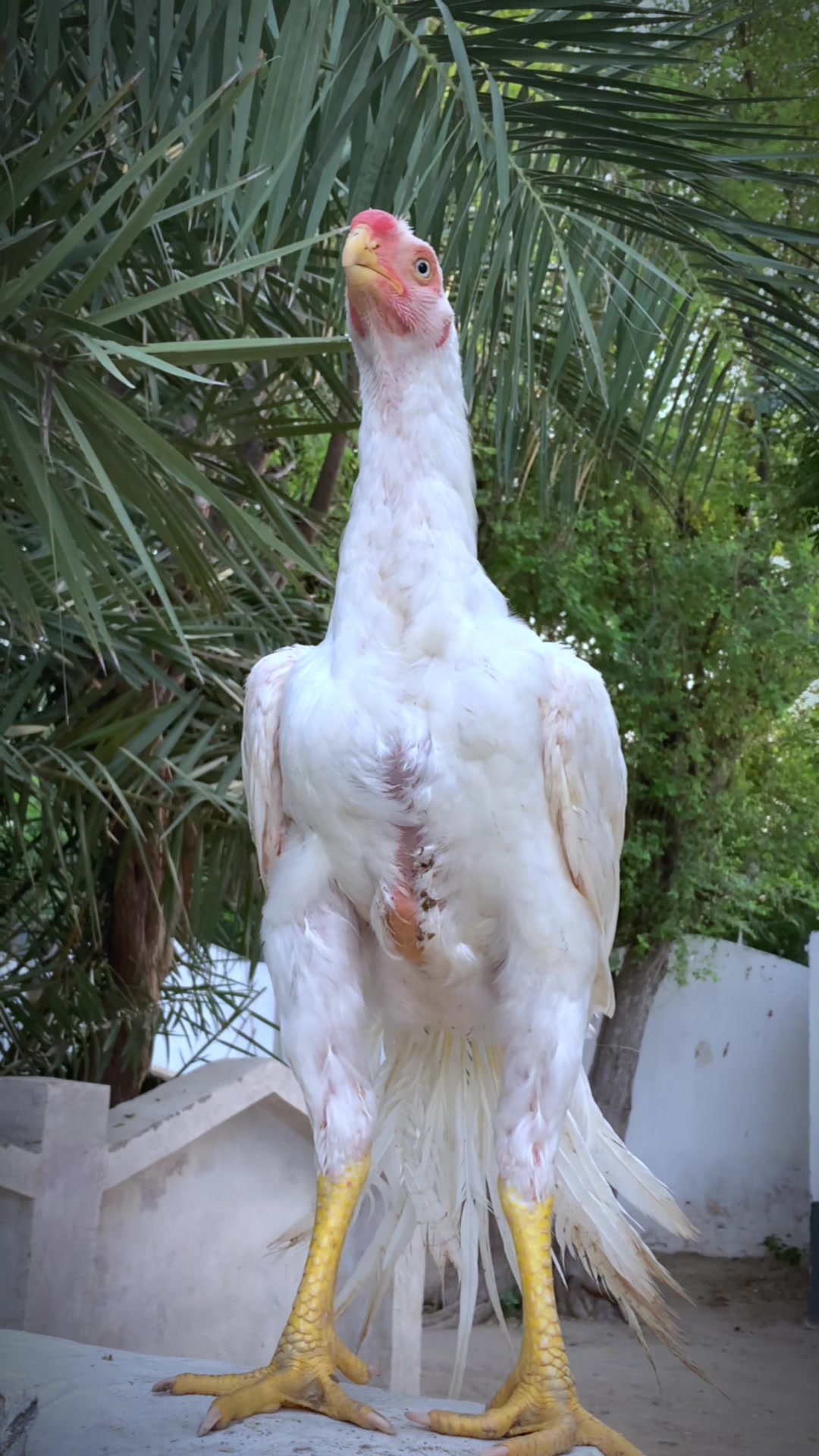 @Birds_Goat
