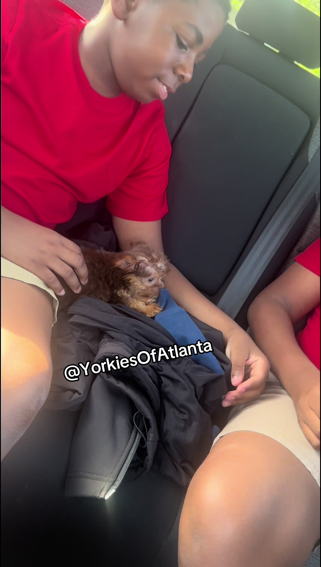 @Yorkies Of Atlanta