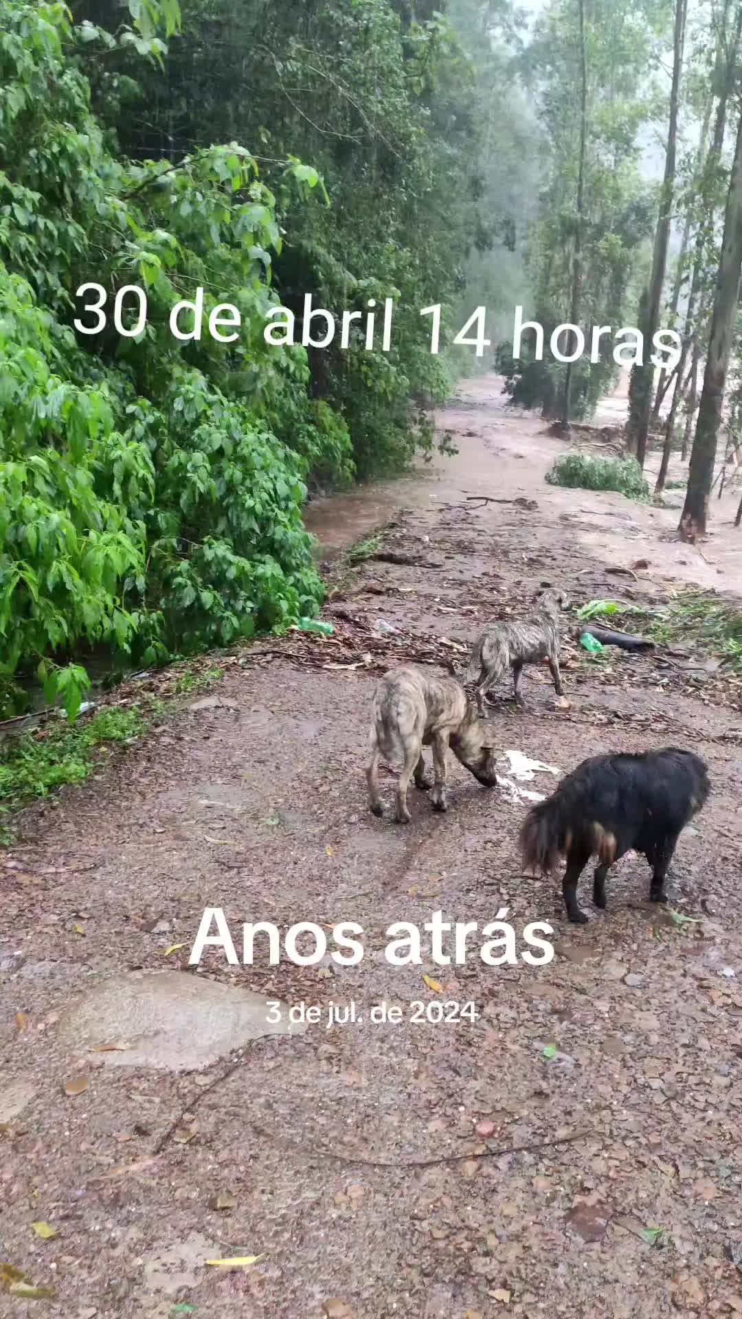 @Jarles Maiquel Schulz