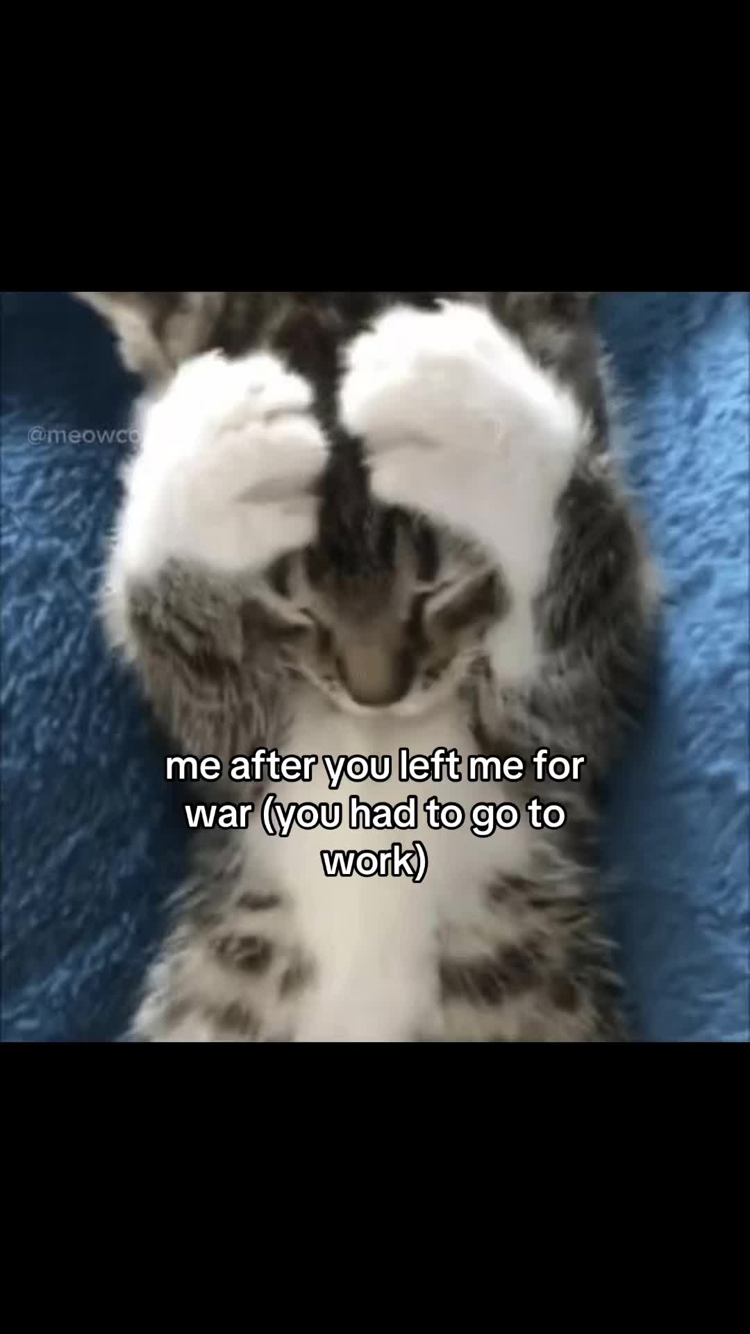 @meowconcept