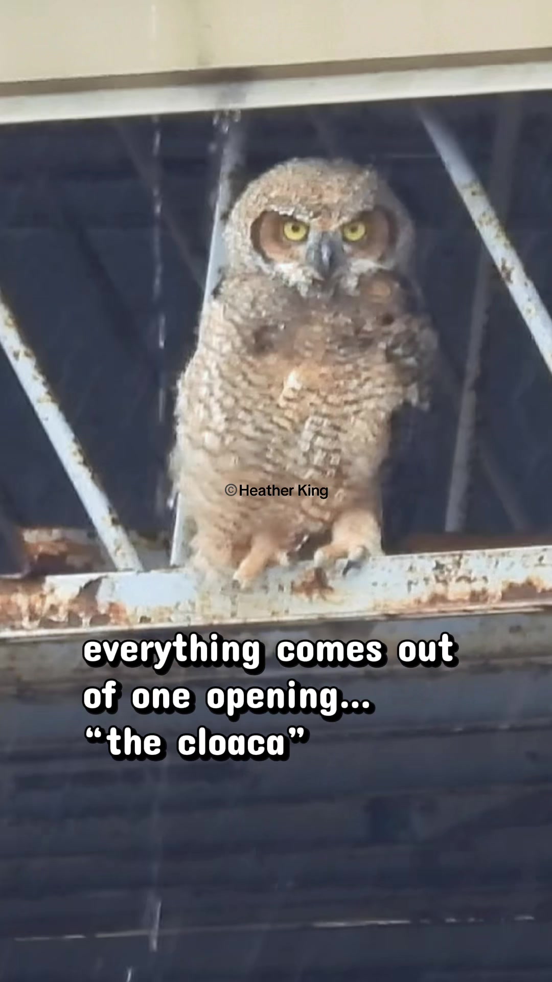 @Theeowlqueen🇨🇦