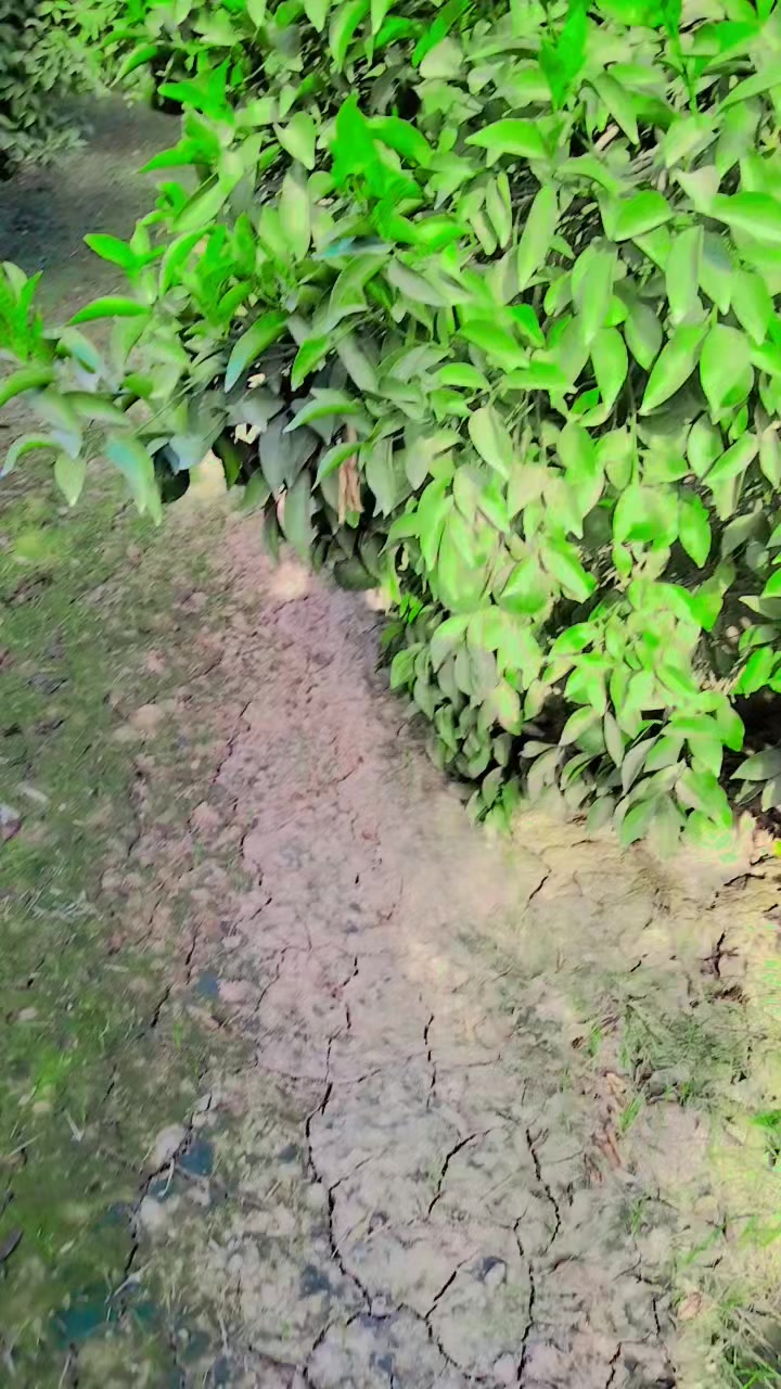 @عمران گجر