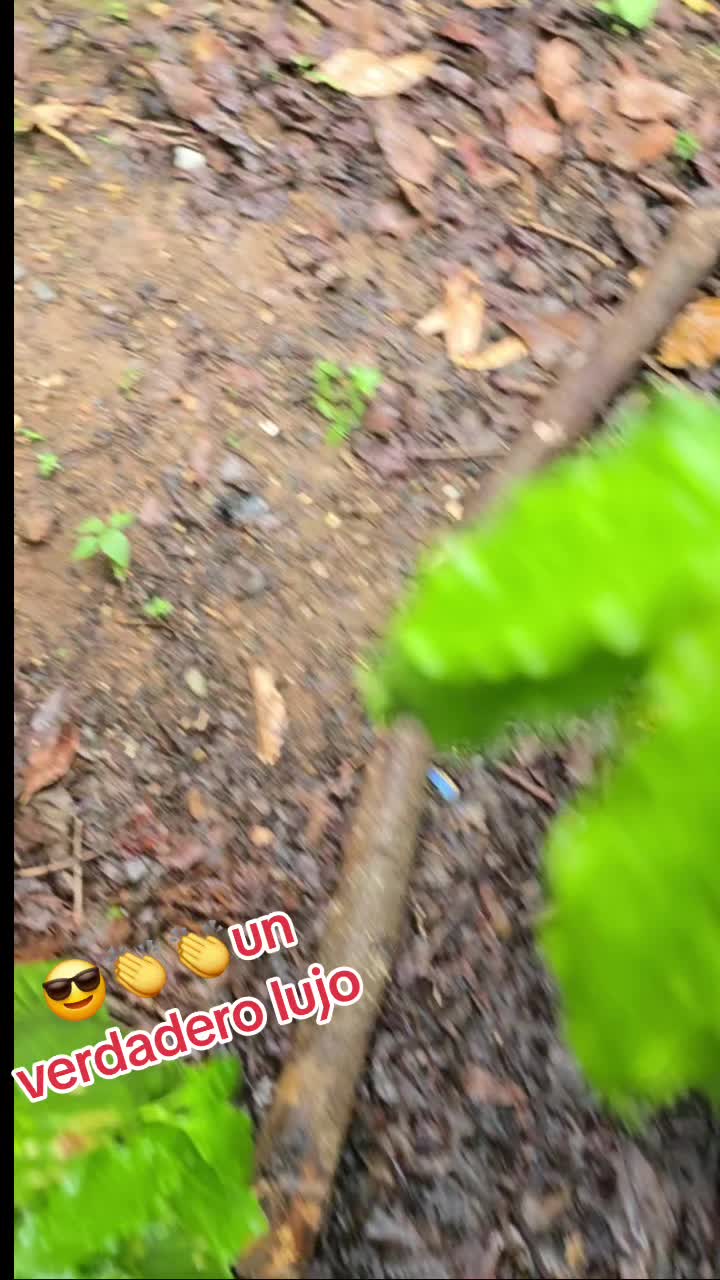 @Jeyver Martinez