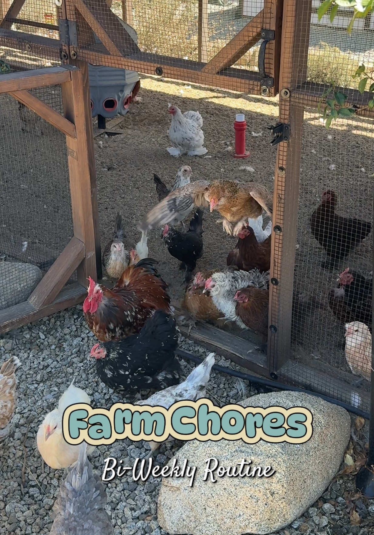 @Simply Chickens