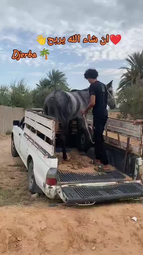 @bader ._. ❤️🔥🐴📍