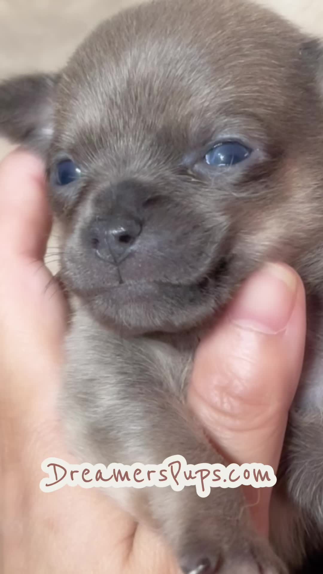 @PuppyMom