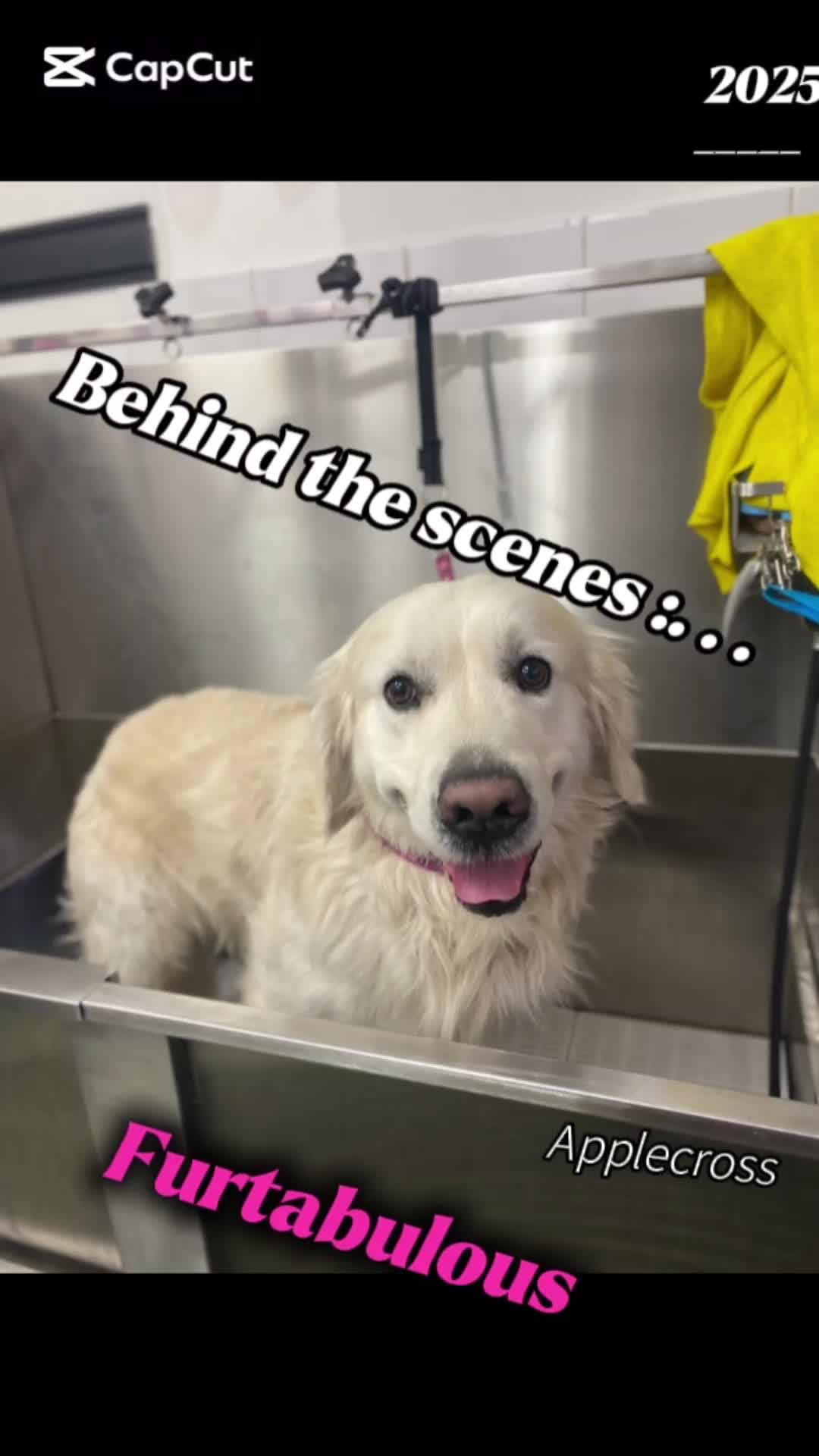 @Rhi 🐶🐾