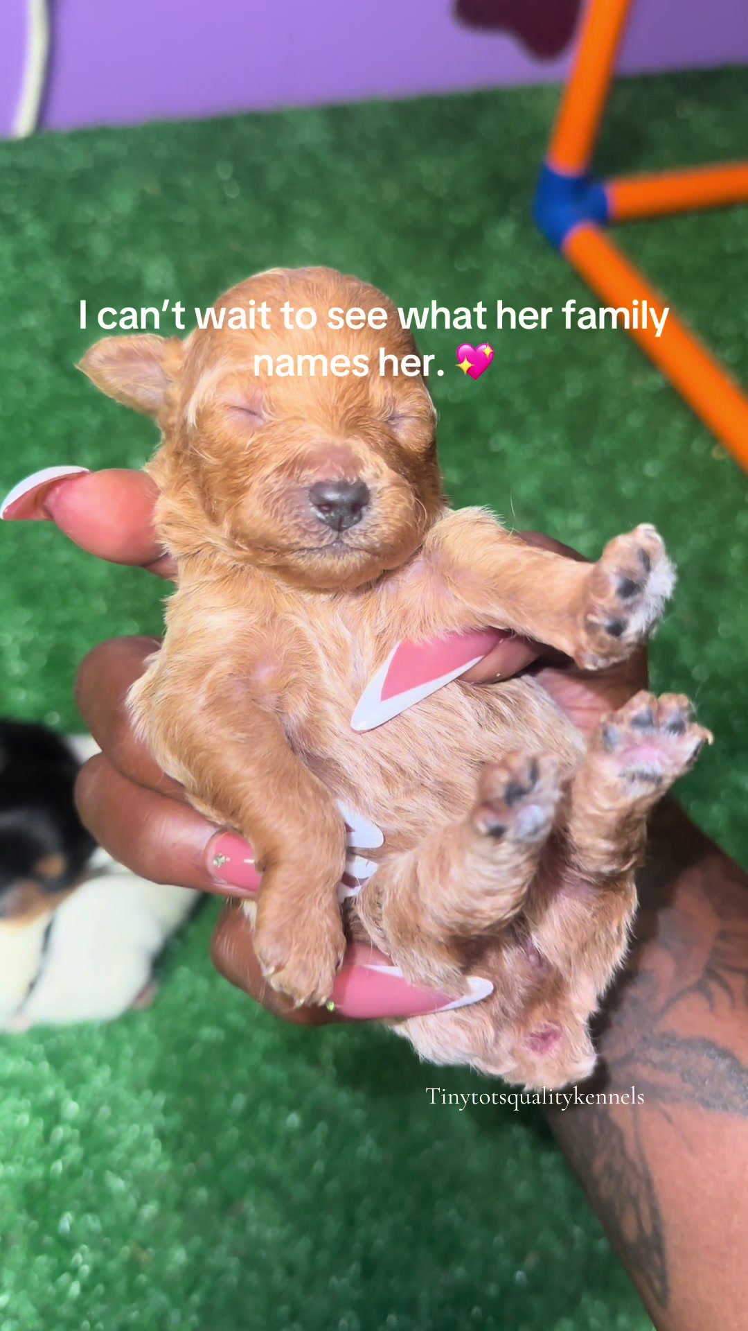 @Dog Lady