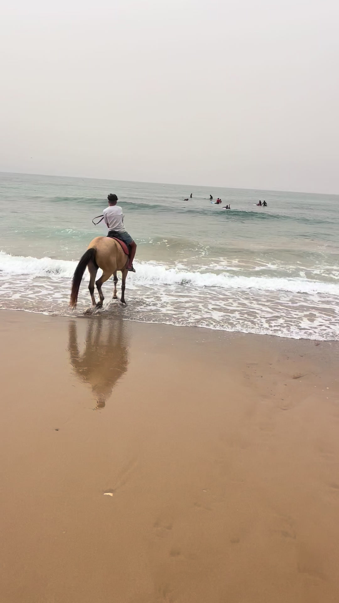 @Cheval_agadir