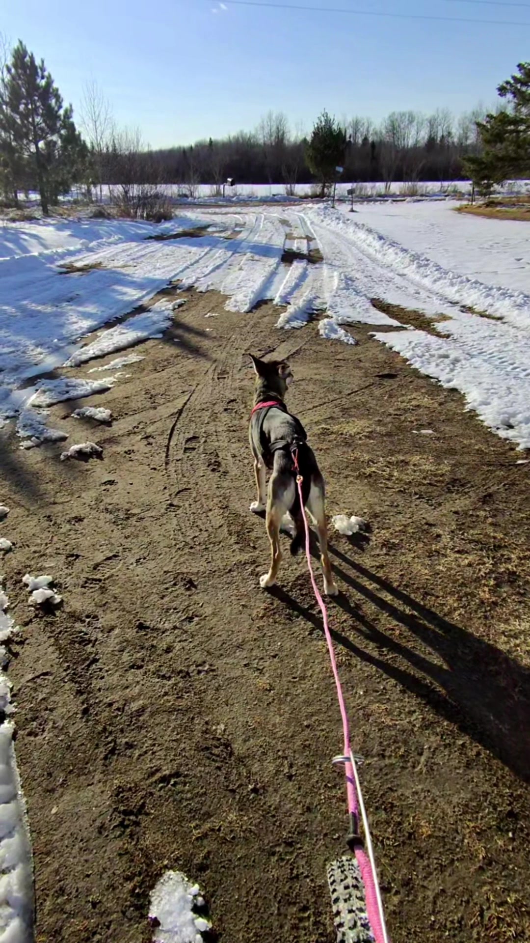 @Chasing The Wolves 🐕🛷