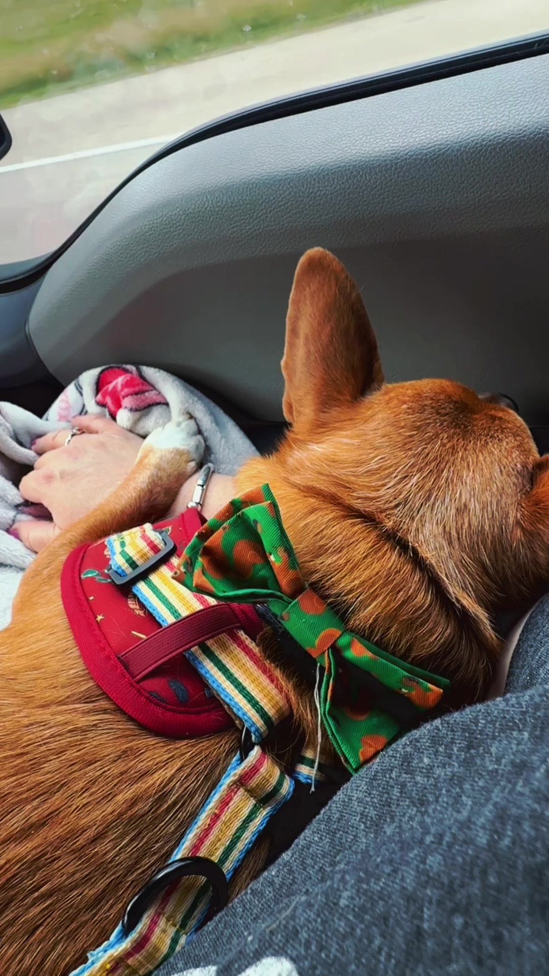 @Oscar the Chiweenie ✌️💙🐾