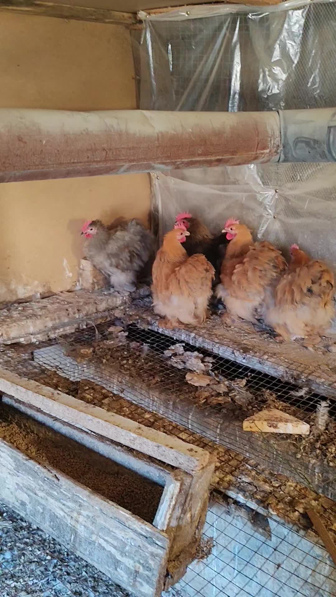@MAŞTAĞA_QUŞCULUĞ