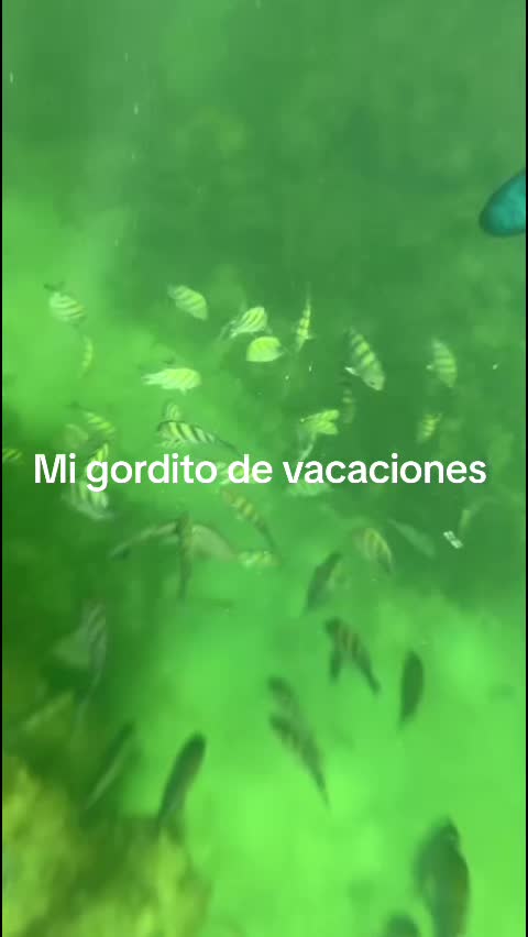 @ferllorente67
