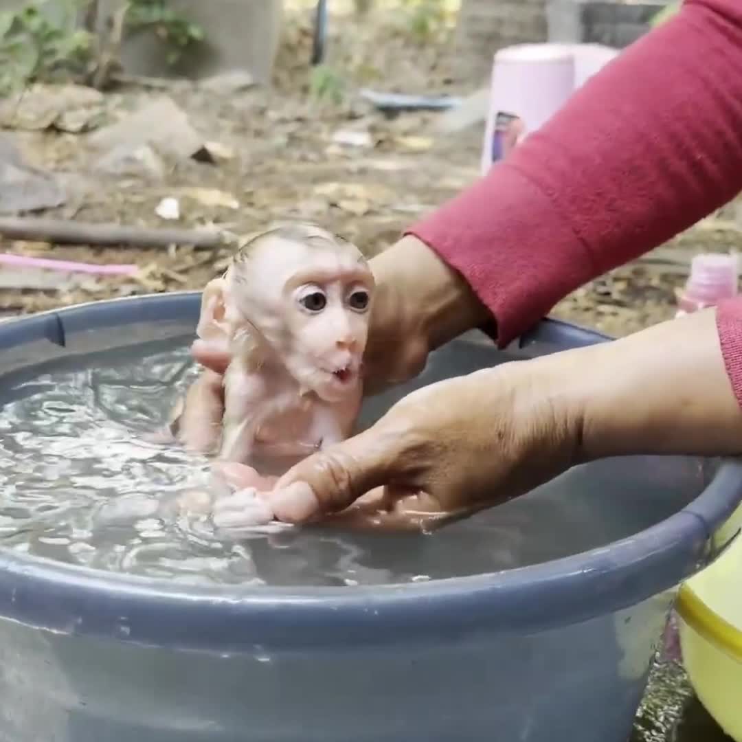 @Monkey BoBo🐵