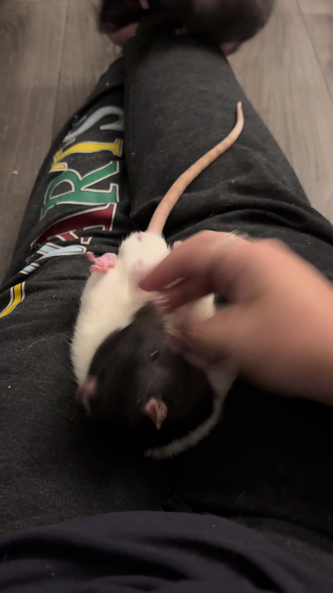 @Liloobi's Mischief