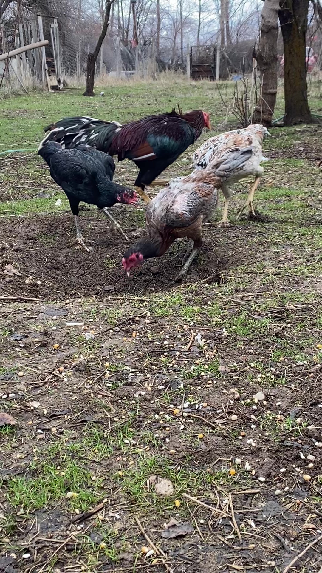 @Sivas Aslanları 🦅