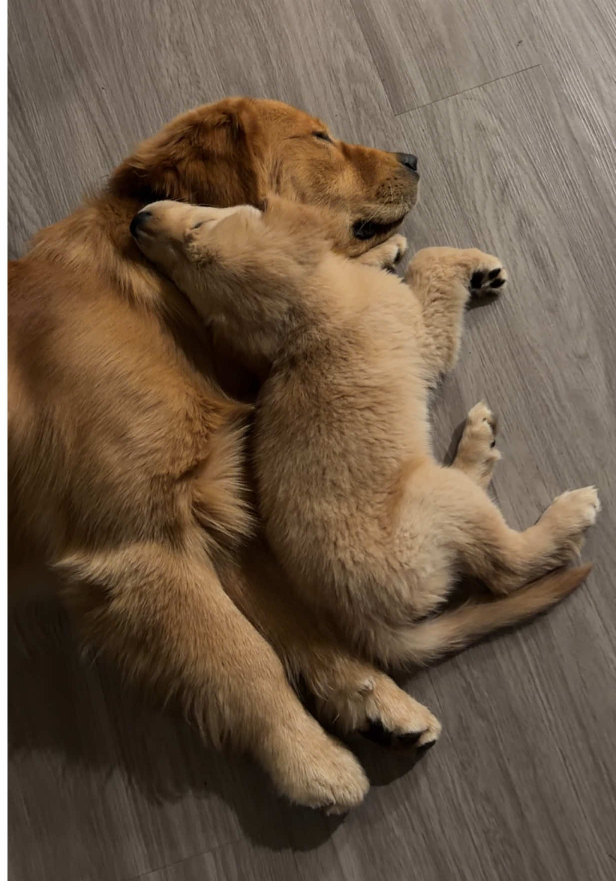 @Teddy & Tucker🐾