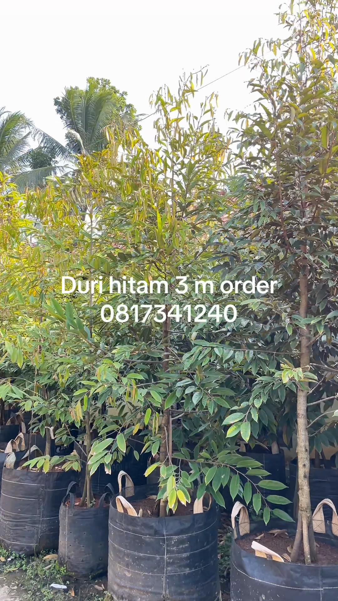 @RATU BIBIT