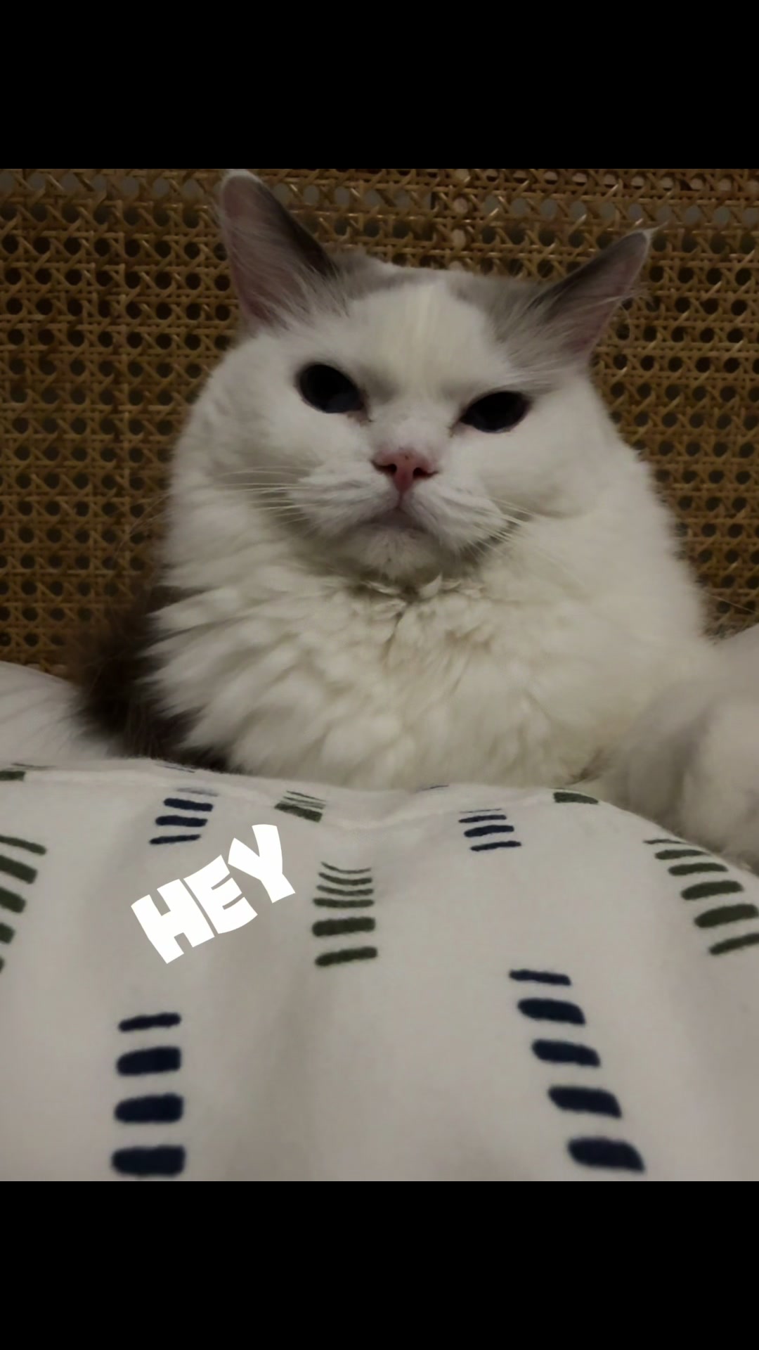 @Princess Yuna 😽