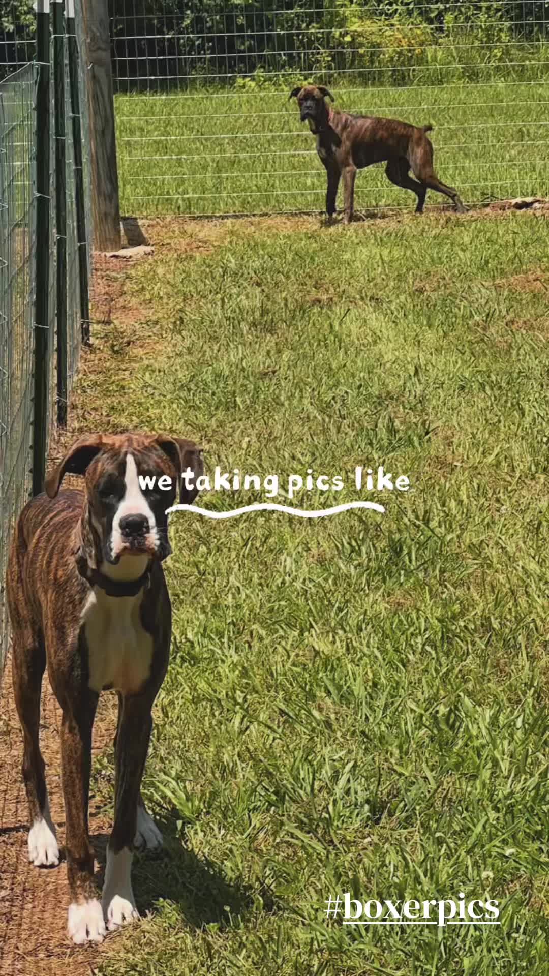 @Angie@k9kennels🐾