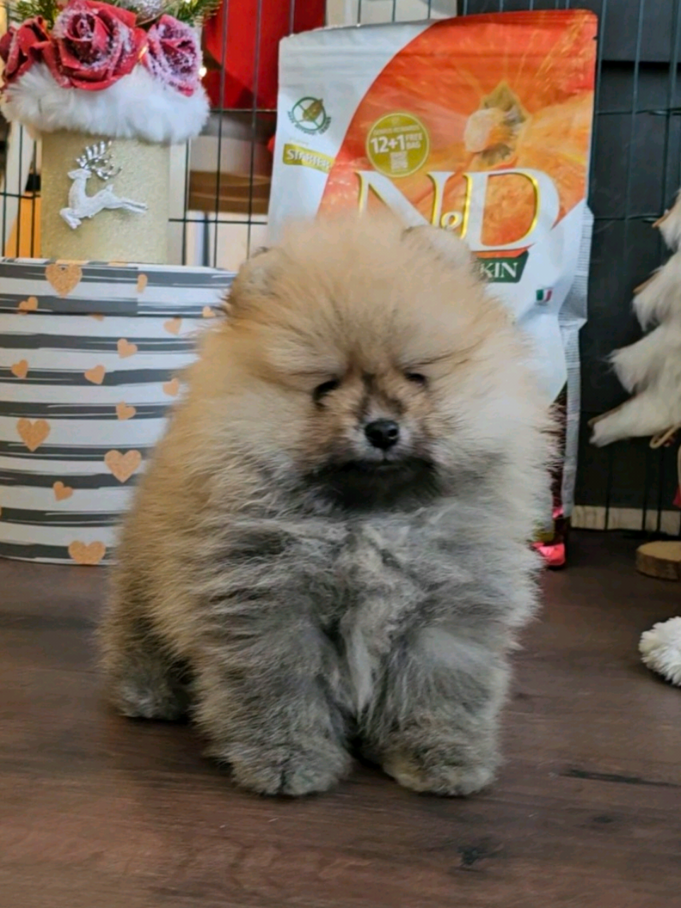 @Princess Candy Pomeranian