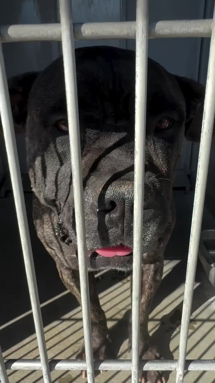 @Cane Corsos