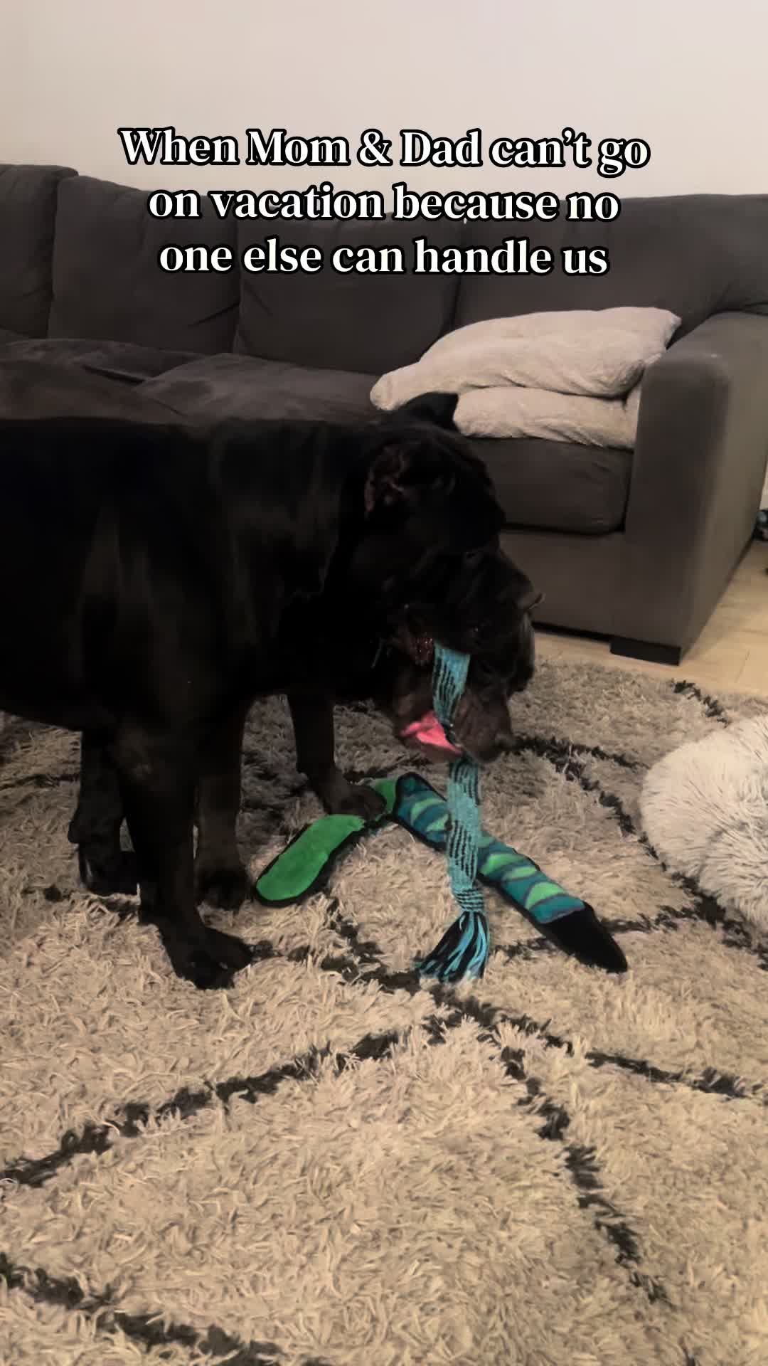 @Phoenician Cane Corso Stormi