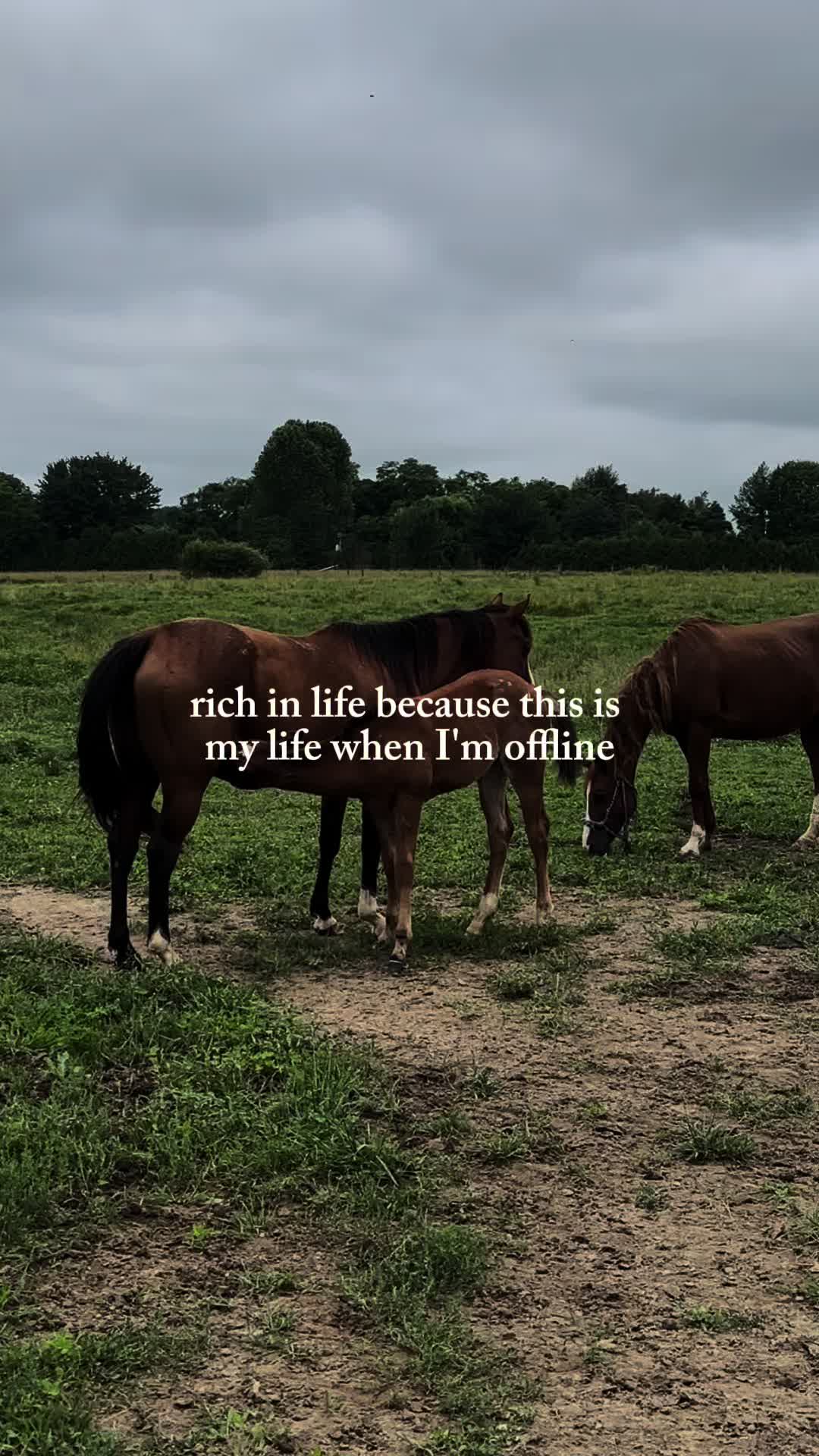 @K&R Performance Horses