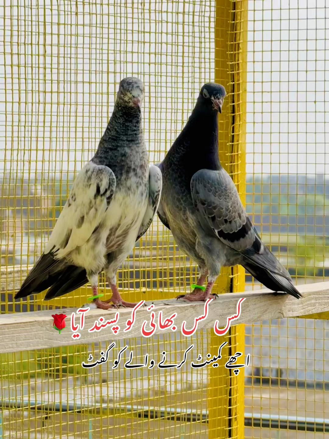@ToqeerKhan300