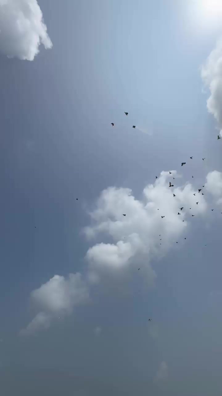 @👑چوہدری محسن چیمہ🦅