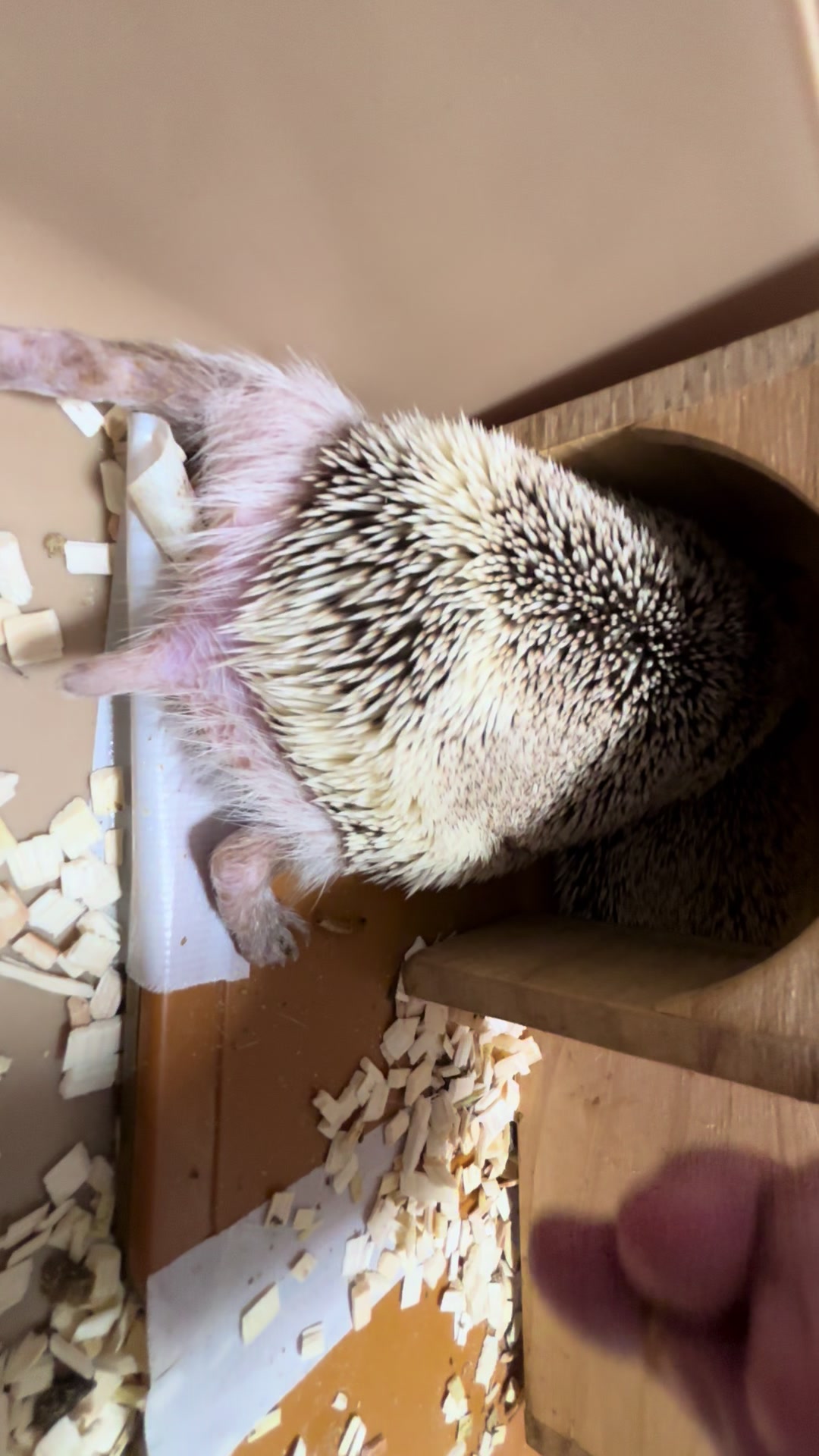 @我が家のハリネズミ🦔