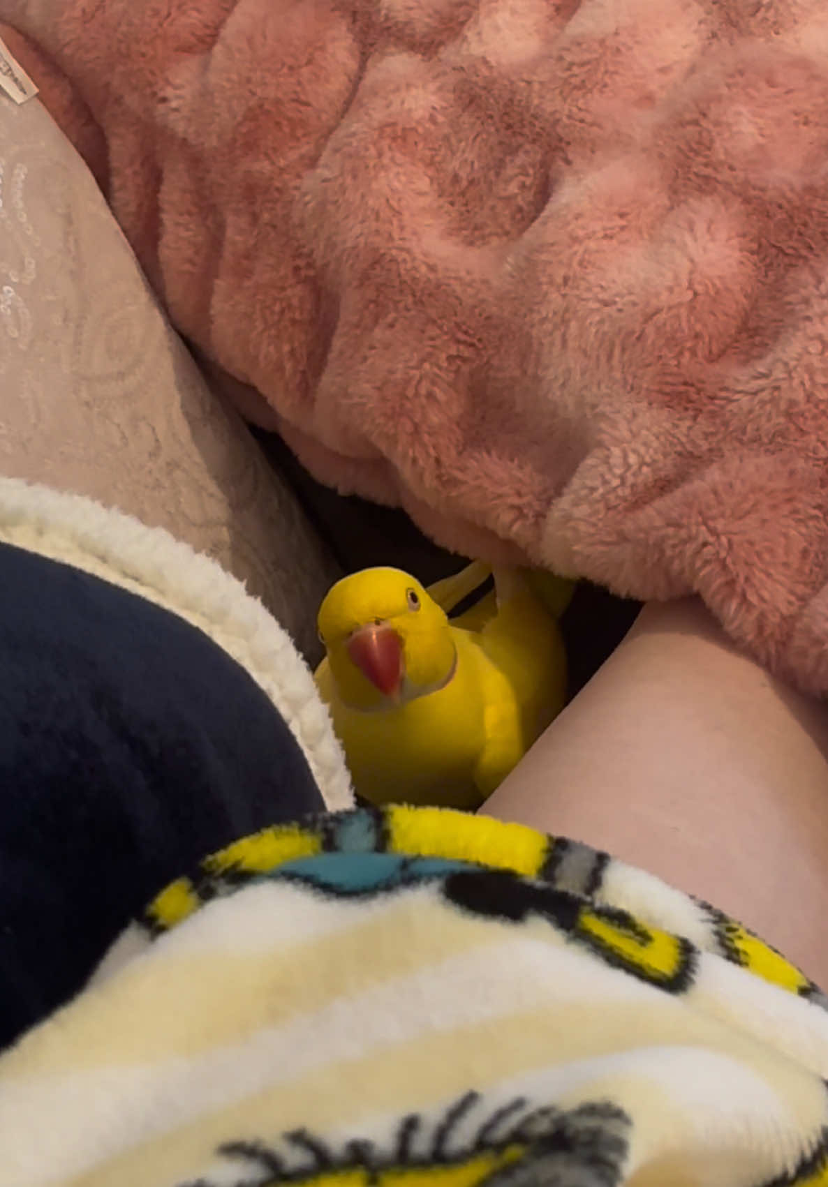@TWINKIE 🐥