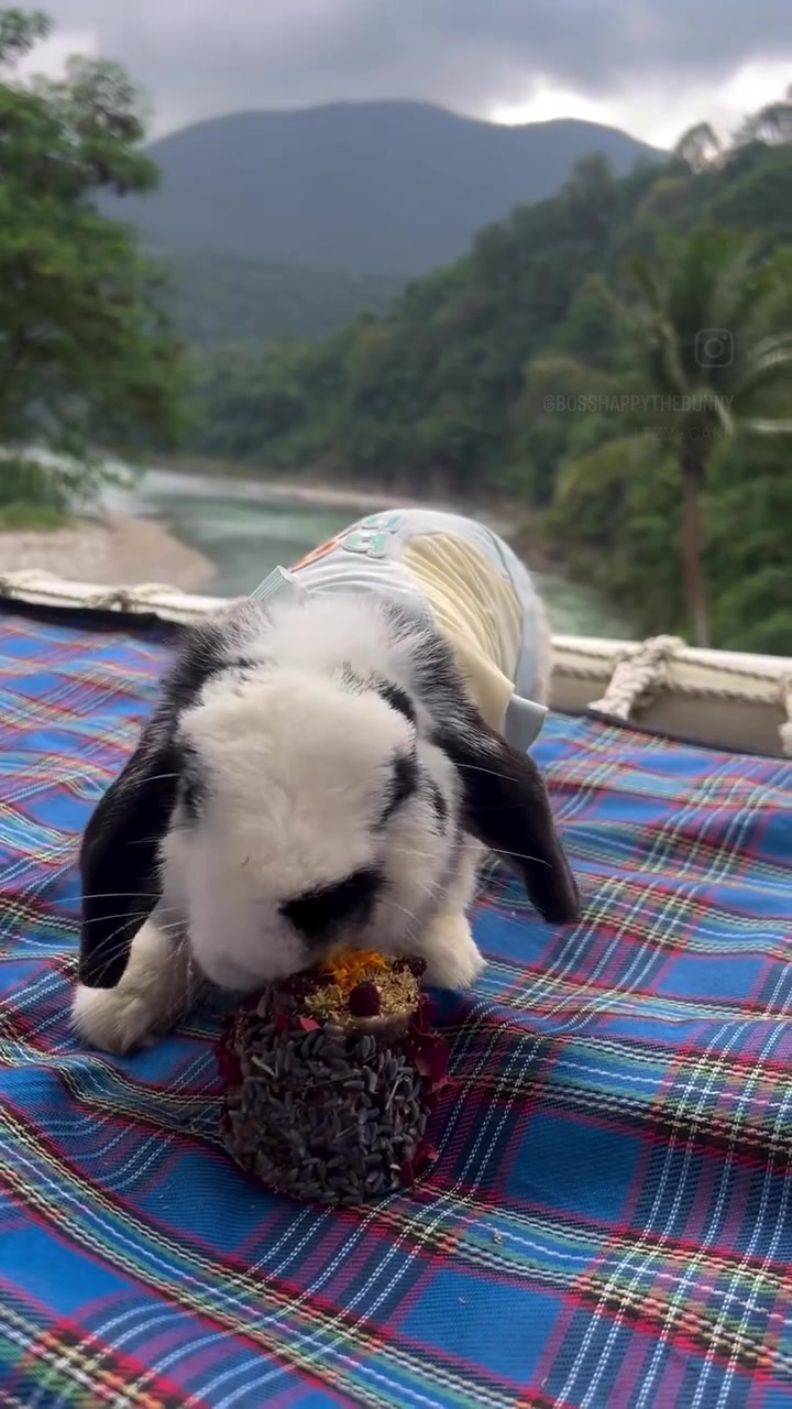 @Boss Happy & Sir Pluto🐰