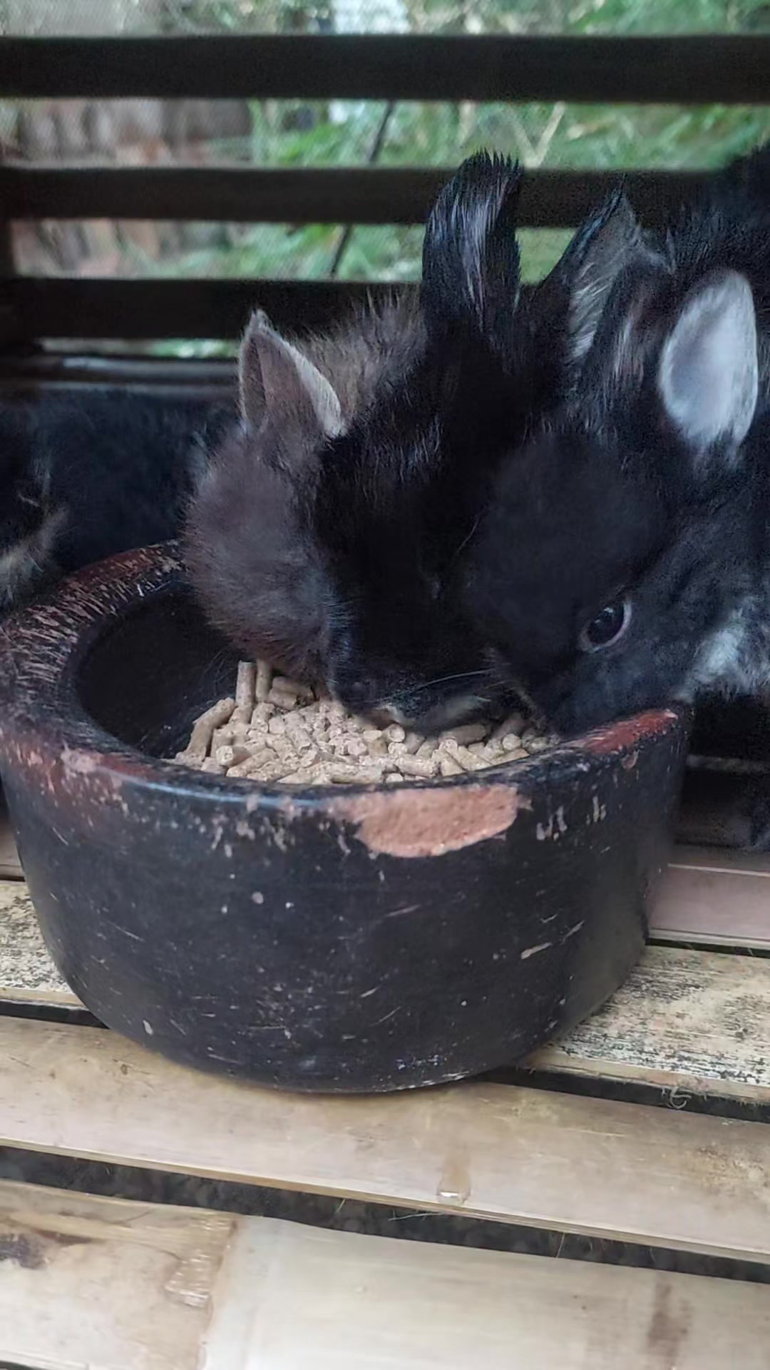 @Cileunyi Rabbit