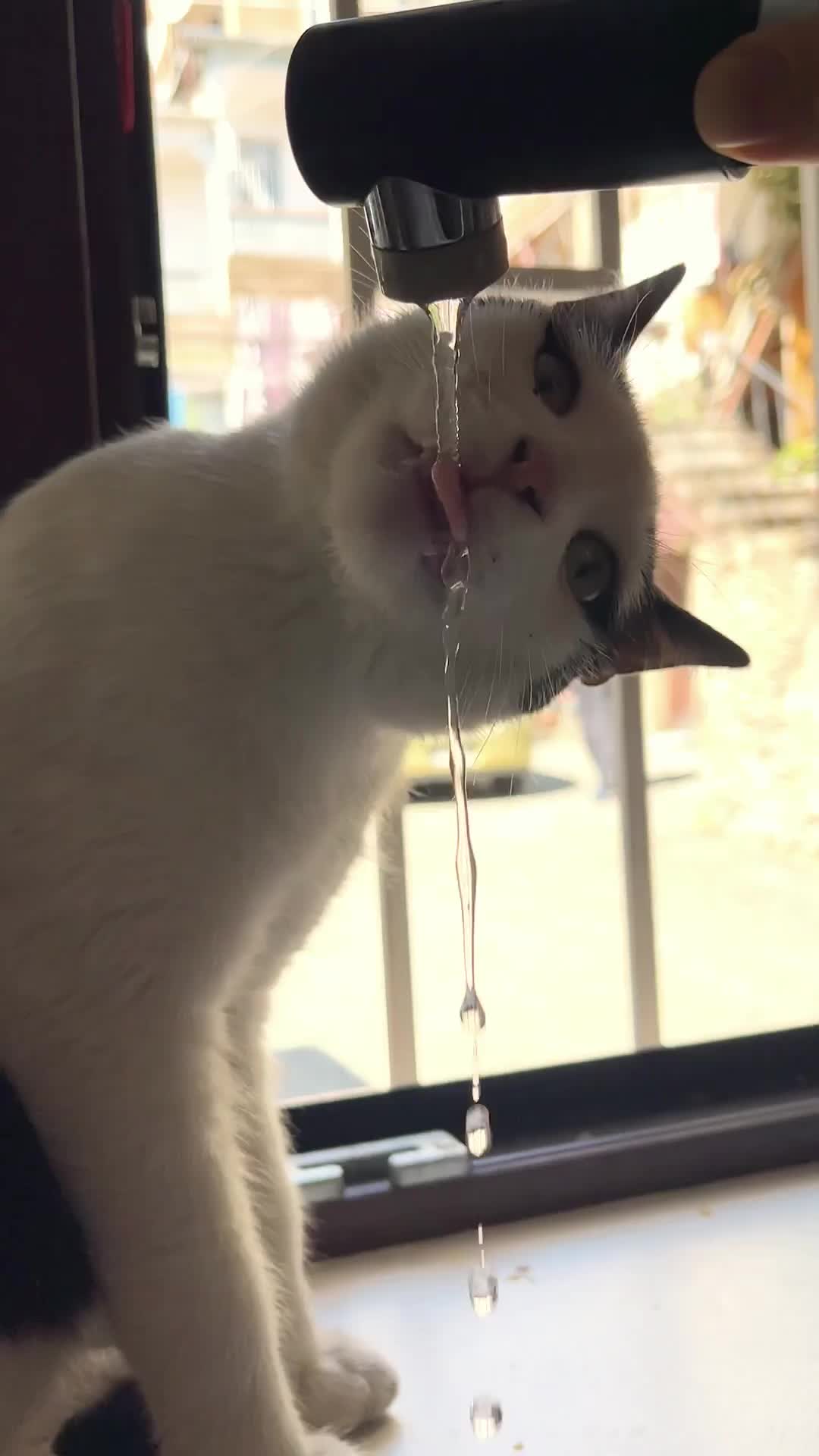 @ElkoyCats