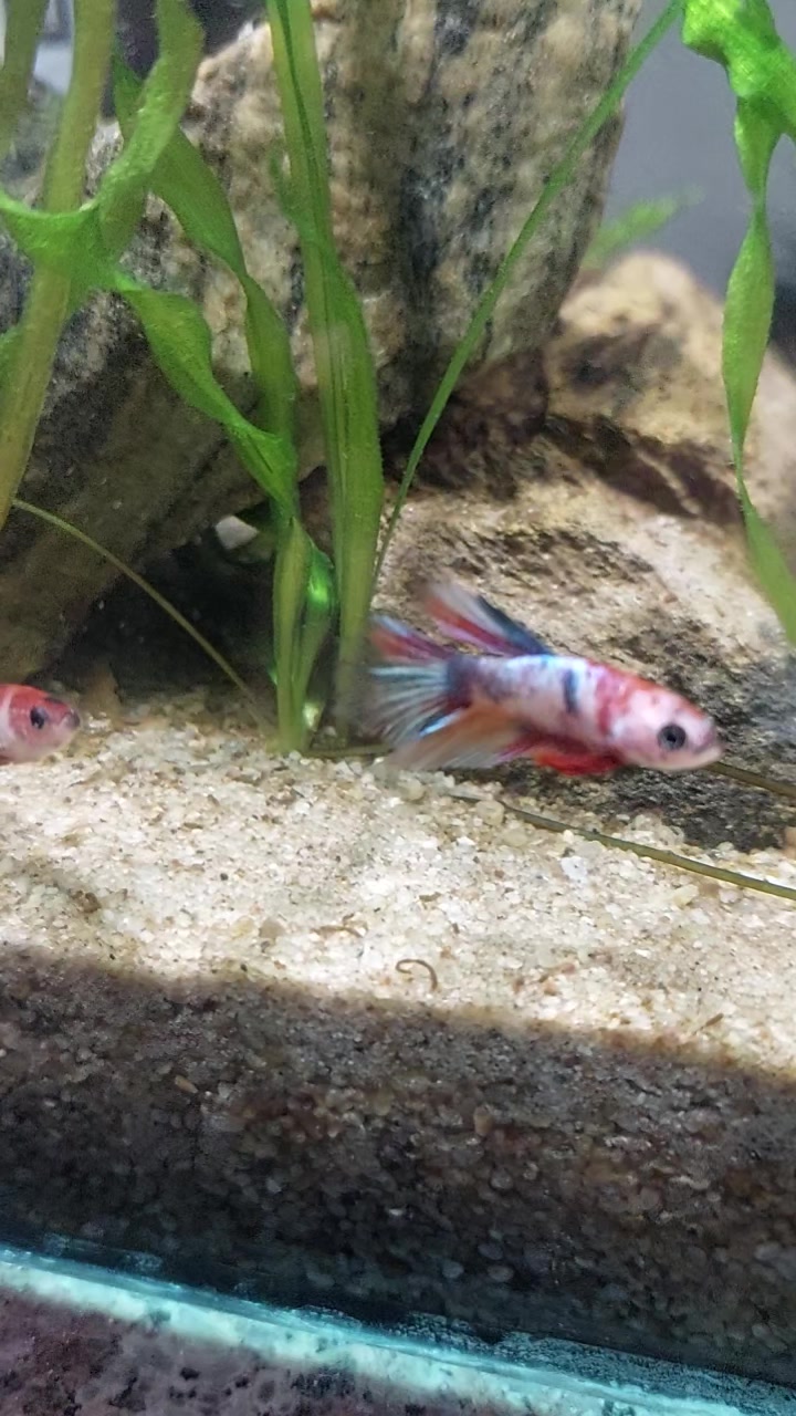 @kintsugibettas