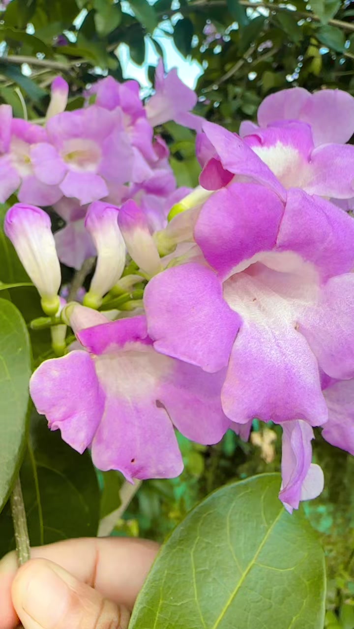 @@ramadangi3