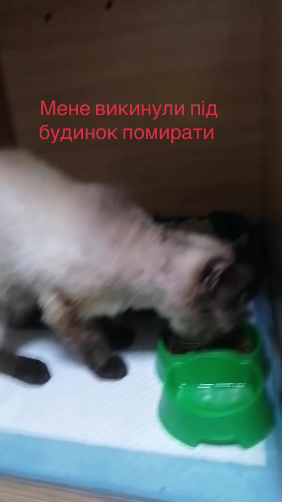 @Алиса