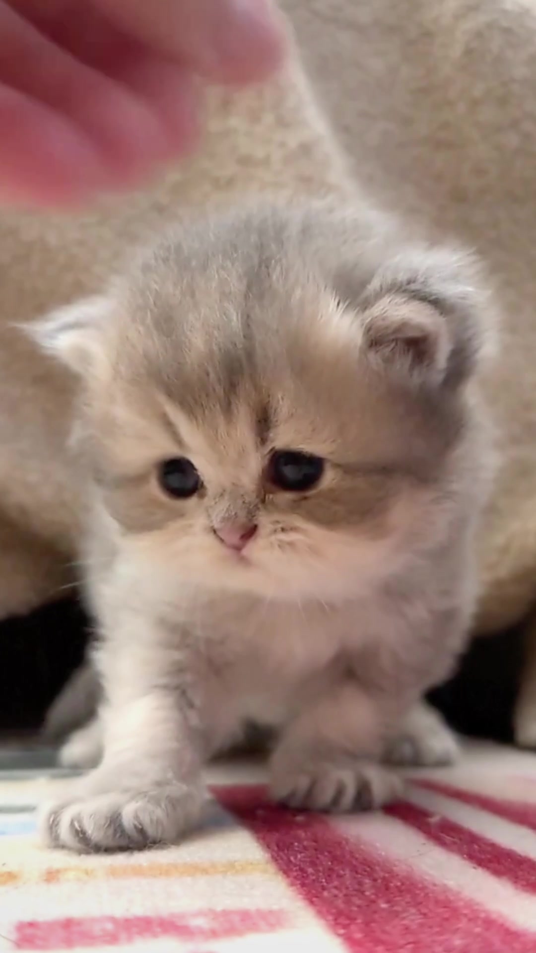 @catbosssss