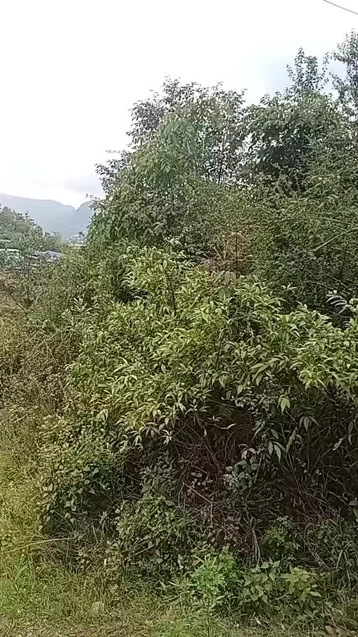 @kumar thapa