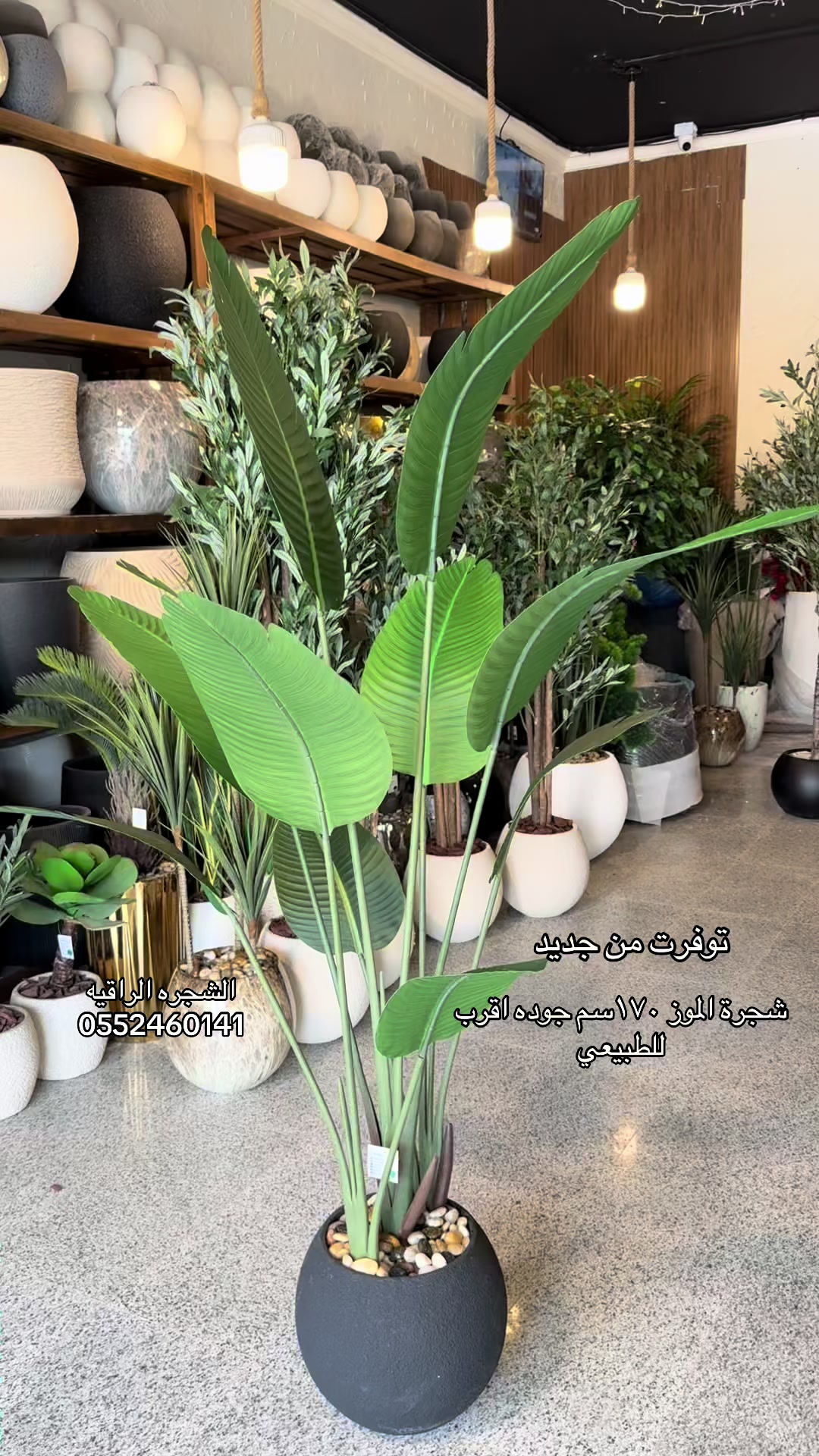 @الشجره الراقيه(زهور المملكه)🌴