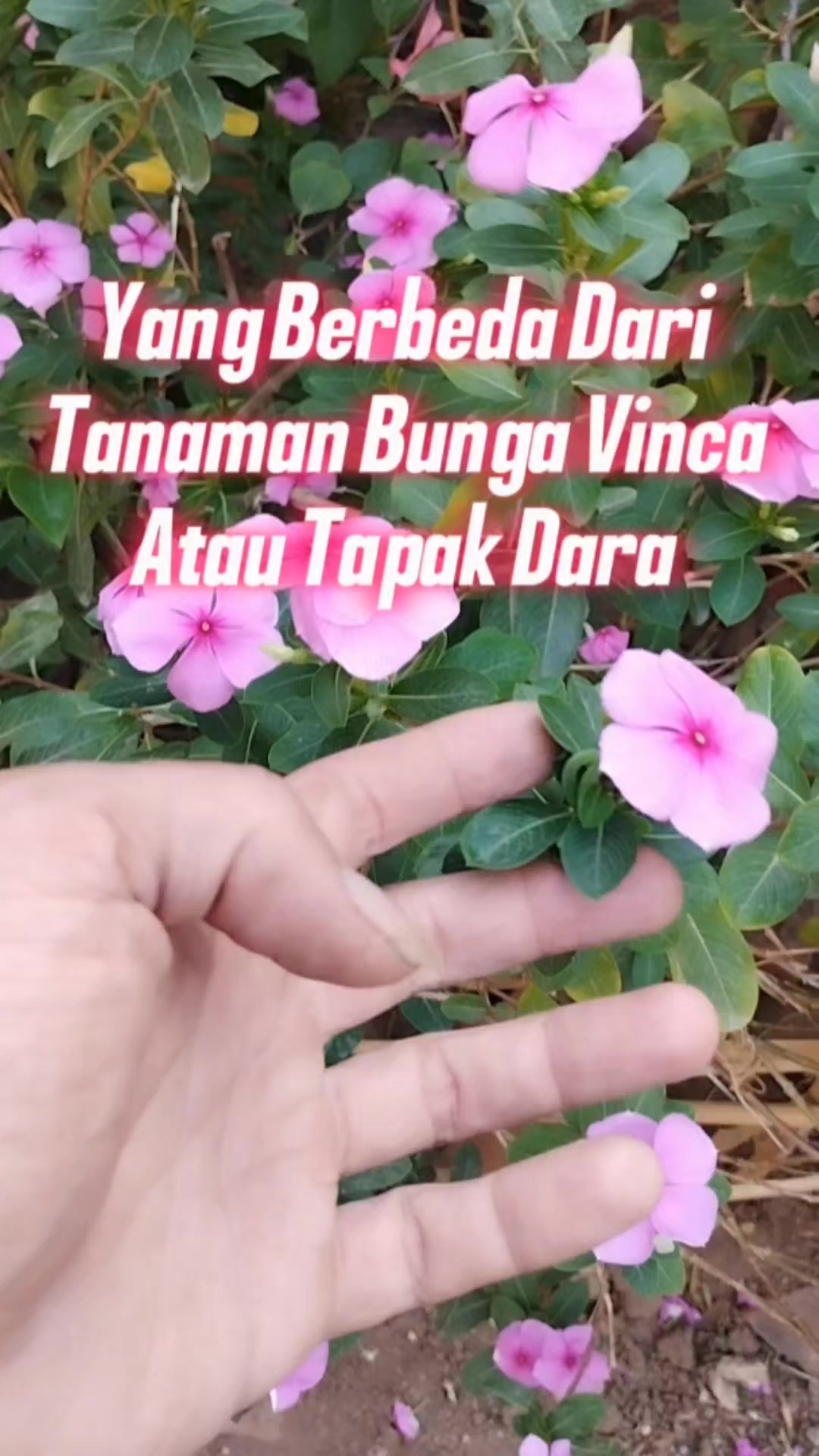 @Bukit Farming