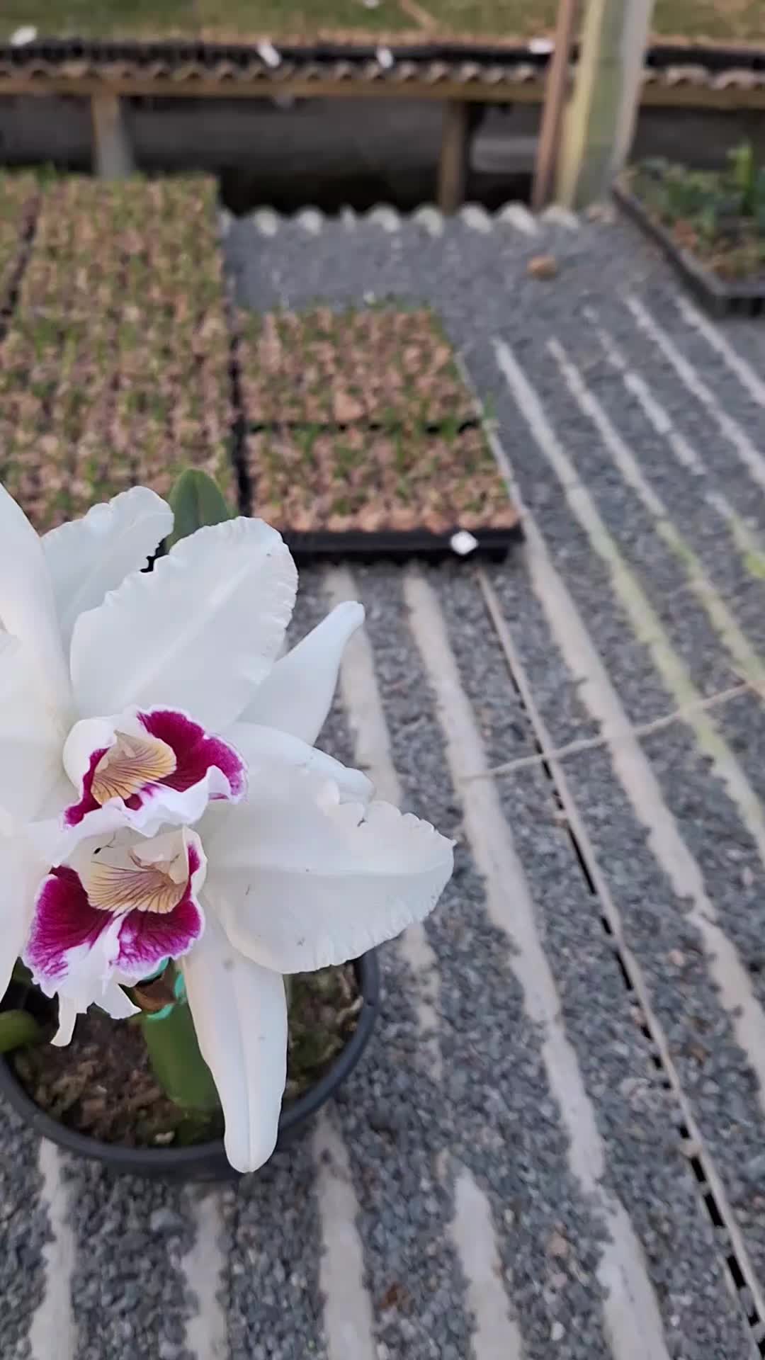 @Orquidário Fernando