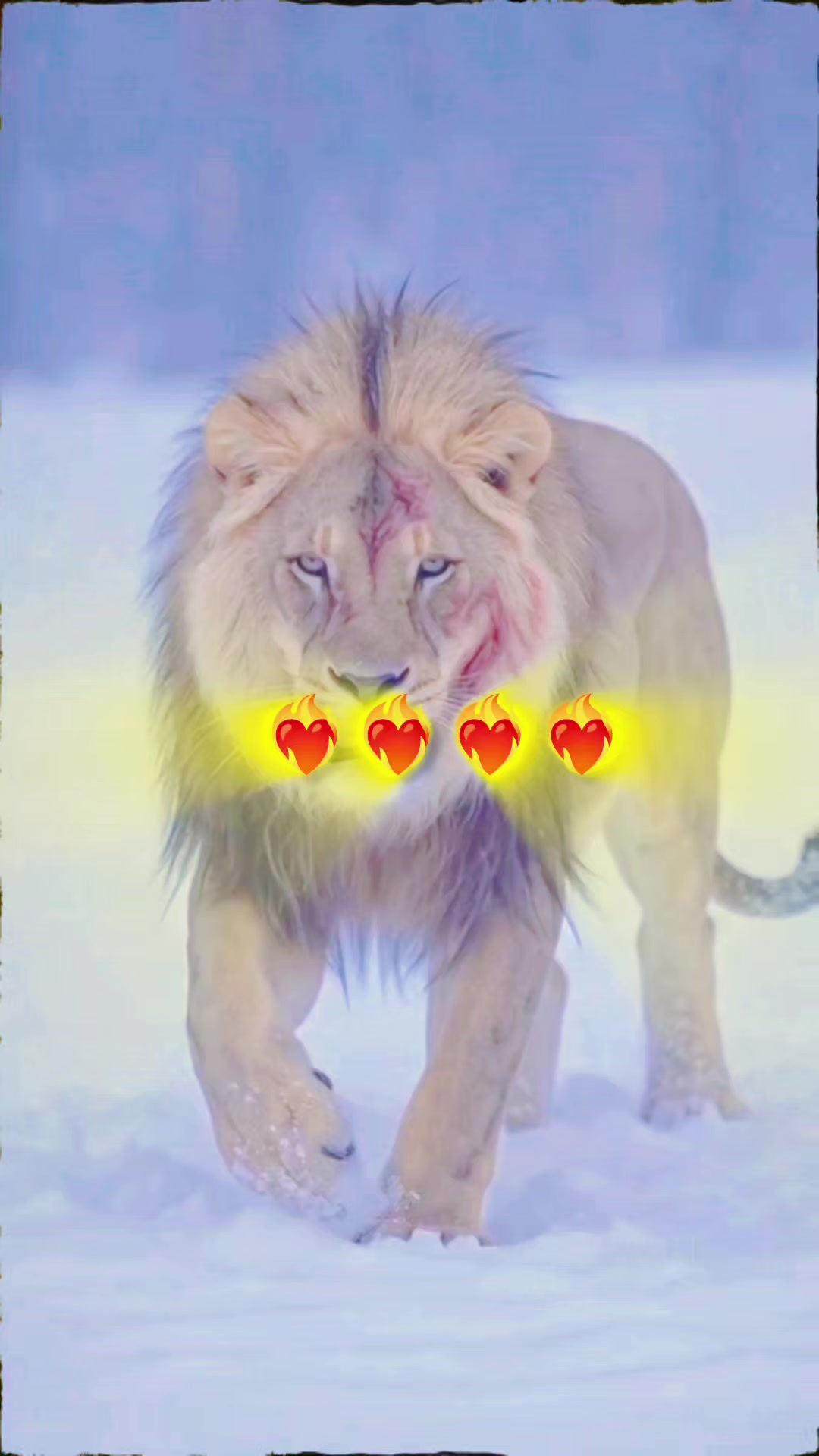 @ببر شیر
