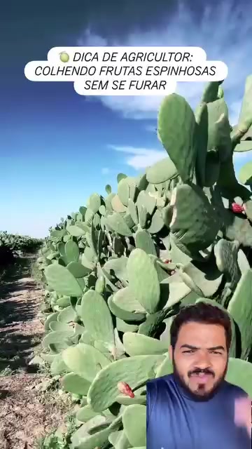 @Obrasilense