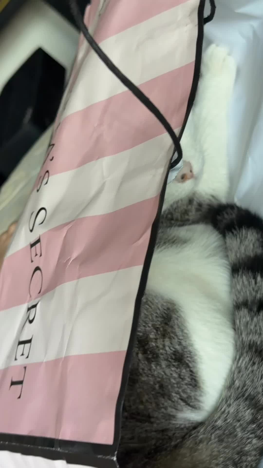 @🎀 𝕸𝖎𝖗𝖔𝖘 🎀