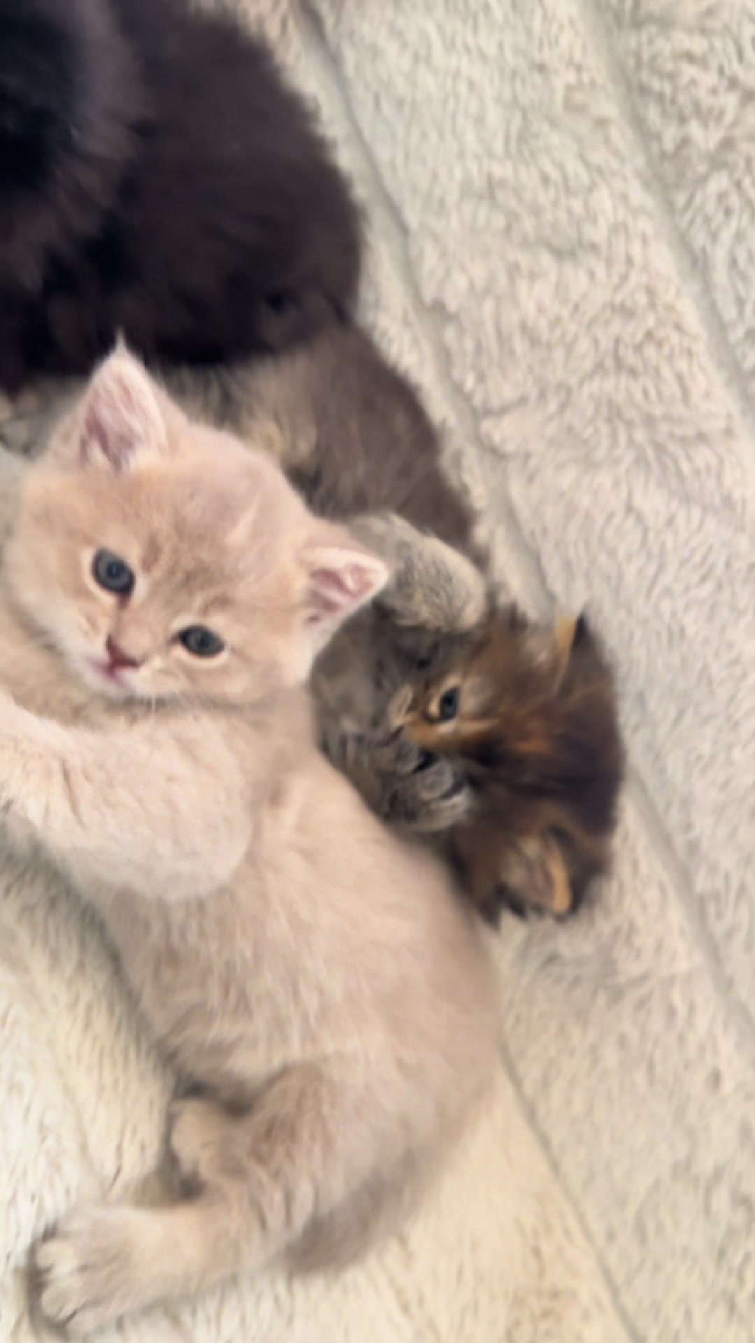 @cat.sheri.kittens
