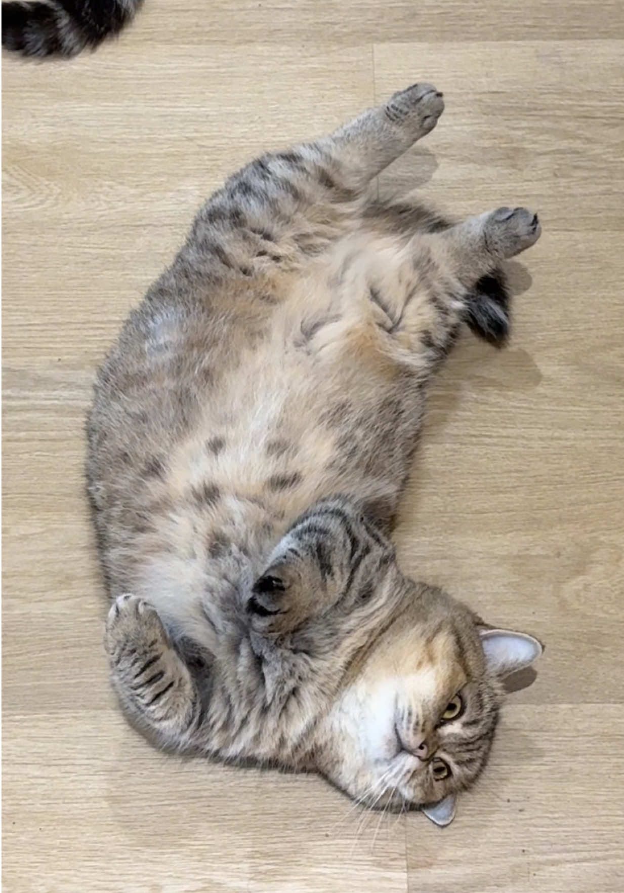 @แมวถังแก๊สชอบกลิ้ง