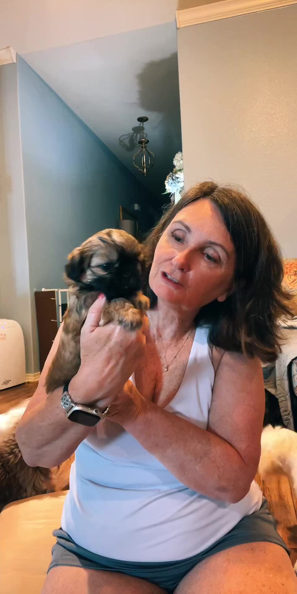 @Twilight Shih Tzu